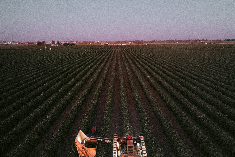 Aerial view of Central Valley agricultural rows at dusk